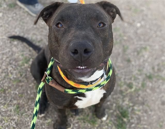 Adopt a friend: Ed